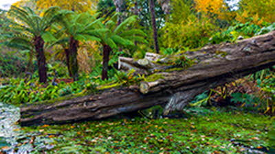 Offer image for: Abbotsbury Tropical Gardens - 20% discount