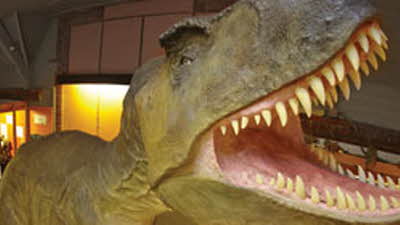 Offer image for: Dinosaur Museum - Two for the price of one