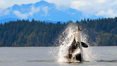 Orca at Vancouver Island